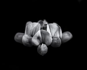 Backyard Flowers In Black And White 5